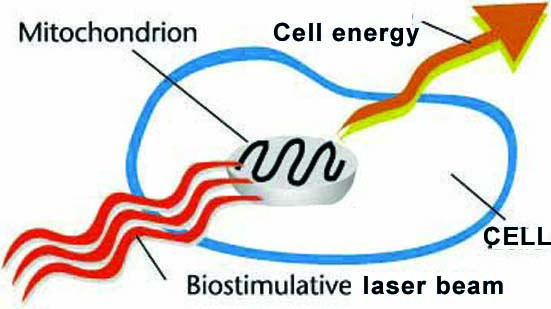 Mitochondrion