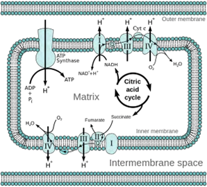 respiratory chain